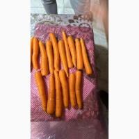 Морква Єгипет