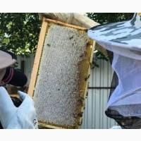 Продам бджолопакети 2024