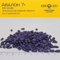 Продам насіння соняшнику Тор( Гранстар)