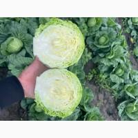 Продам молоду Капусту