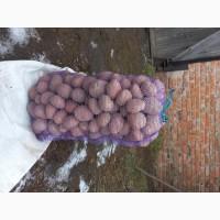 Продам картоплю Чернігів