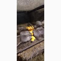 Продам молодняк нутрій