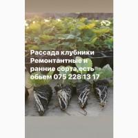 Рассада клубники (кассетная)