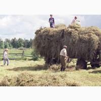 Продам качественное сено