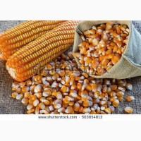 Продам кукурудзу, 500 т., Одеська обл., с.Саражинка