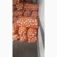 Цибуля пізніх сортів