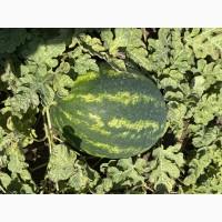 Продам вкусный, сладкий арбуз