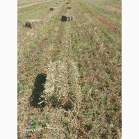 Продам сіно в тюках (суміш: вика, люцерна, злакові)