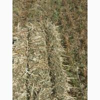 Продам сіно в тюках (суміш: вика, люцерна, злакові)