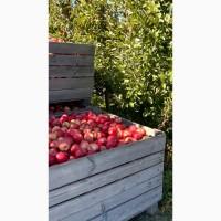 Продам технічне яблуко для виробництва