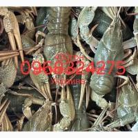 Продам раки речные Свежие живой вес средний и крупный 450грн