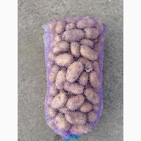 ФГ реалізує товарну картоплю сорту Бельмонда, Черкаська обл