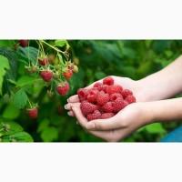 Продам саджанці малини Зюгана, Гленд Емпл