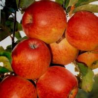 Саджанці яблуні Джонатан