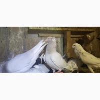 Голуби Американські кормілки