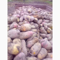 Продам кормовий буряк