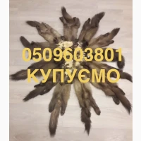 Куплю шкіри куниці та бобра дорого