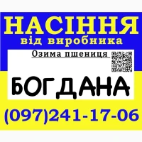 Елітне насіння озимої пшениці Богдана від виробника / 2026