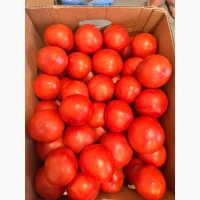 Продам помідор червоний, круглий