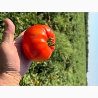 Продам помідор червоний, круглий