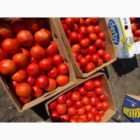 Продам помідор червоний, круглий