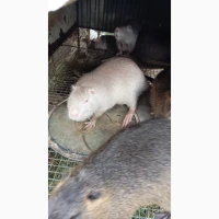 Продам молоді нутрії
