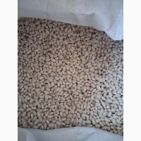 Продамо квасолю