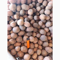 Продам картоплю посадкова