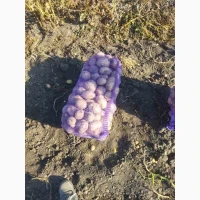 Продам товарну картоплю, сорт Арізона