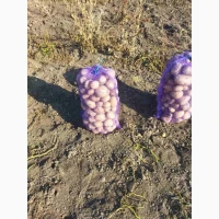 Продам товарну картоплю, сорт Арізона
