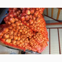 Продам жовту цибулю сорт манас