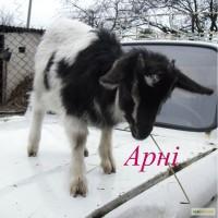 Козлята племенные