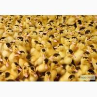 Продам мулард