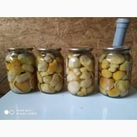 Білі гриби(мариновані) велика кількість