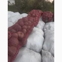 Продаємо буряк, 1 сорт