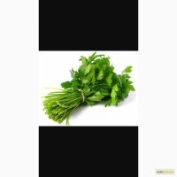 Продам свежую петрушку. Срочно 5 грн/кг