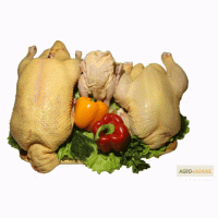 Куплю птицу домашнею потрошеную (тушки мяса) УТОК, ГУСЕЙ, ПЕТУШКОВ, КУРЕЙ, ИНДЮКОВ и т.д