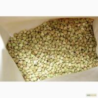 Продам крупу гречану (непропарену) і проділ