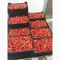 Закуповуємо полуницю свіжу під заморожування будь-якими партіями. м. Київ