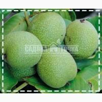 Саженцы Грецкого ореха Чернивецкий-1купить в интернет-супермаркете SADOVA-TOCHKA