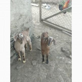 Продаються козенята ноубійська порода парка