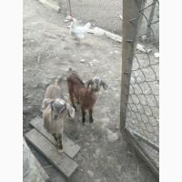 Продаються козенята ноубійська порода парка