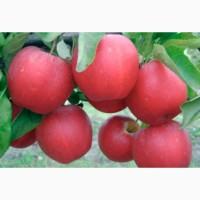 Продам саженцы яблони, груши, айвы