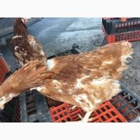 Продам кури