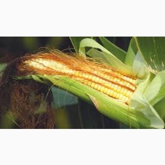 Куплю кукурудзу ГОСТ (ДСТУ)