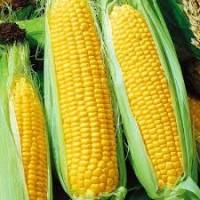 Куплю кукурудзу ГОСТ (ДСТУ)