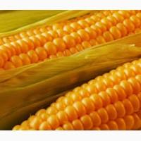 Куплю кукурудзу ГОСТ (ДСТУ)