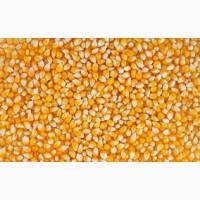 Куплю кукурудзу ГОСТ (ДСТУ)