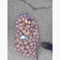 Подам Галлу.22 тонны. Калибр 4. Цена с места 6, 50 коп. Киев