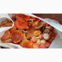 Мухомор сушенный красный дешево 10 грн
